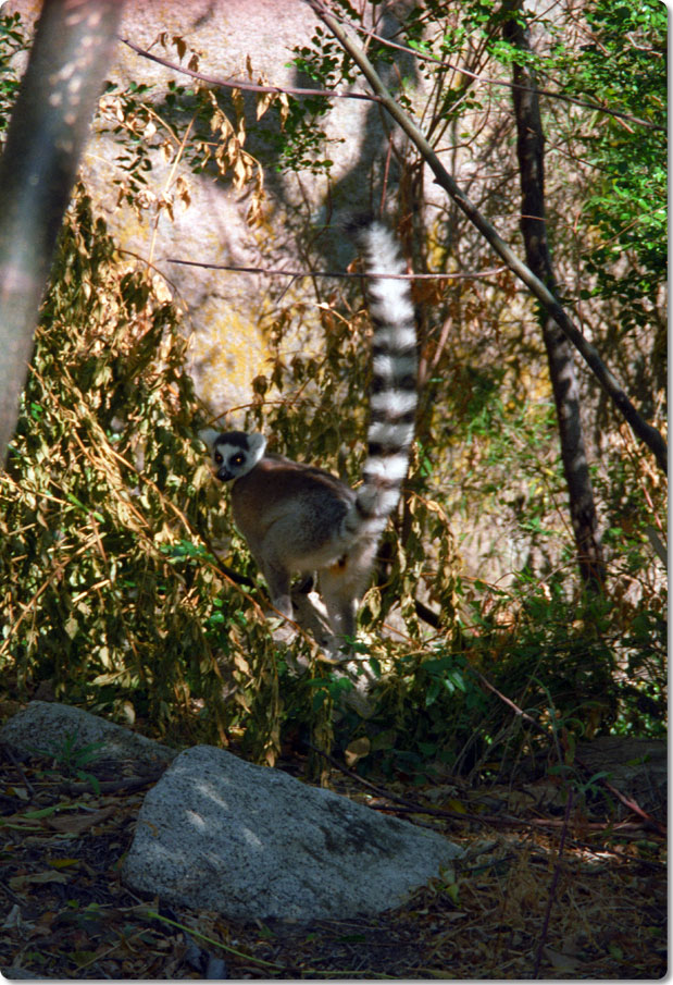 Why They Are Called Ring Tail Lemurs