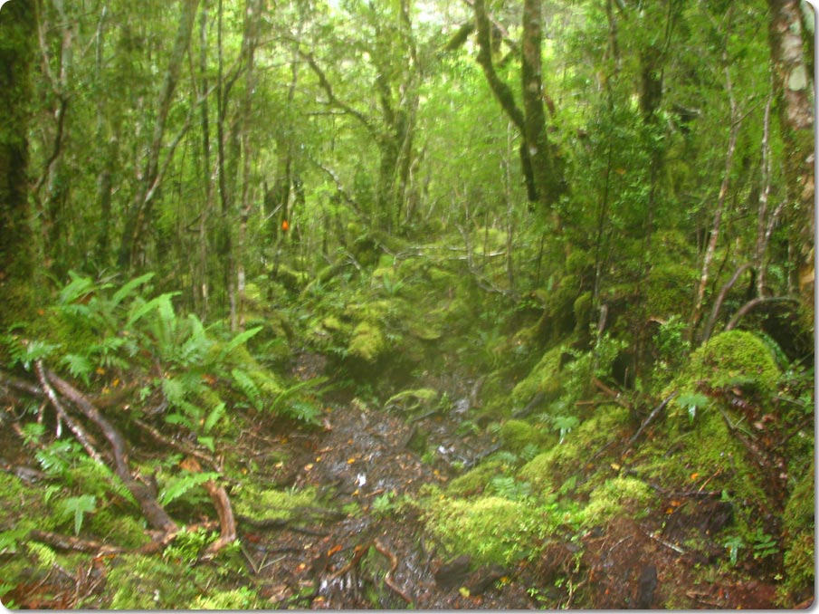 Along The Jane Burn