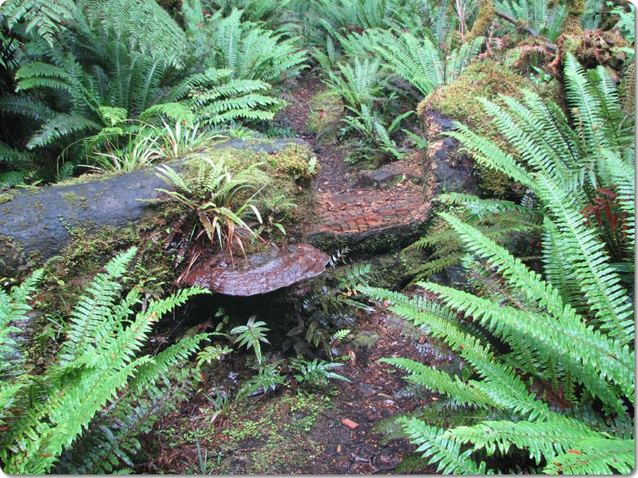 Ferns Along The Track