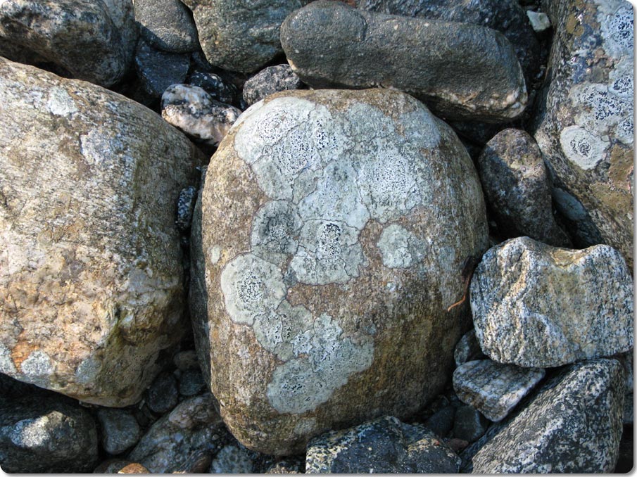 Rocks Along The Spey