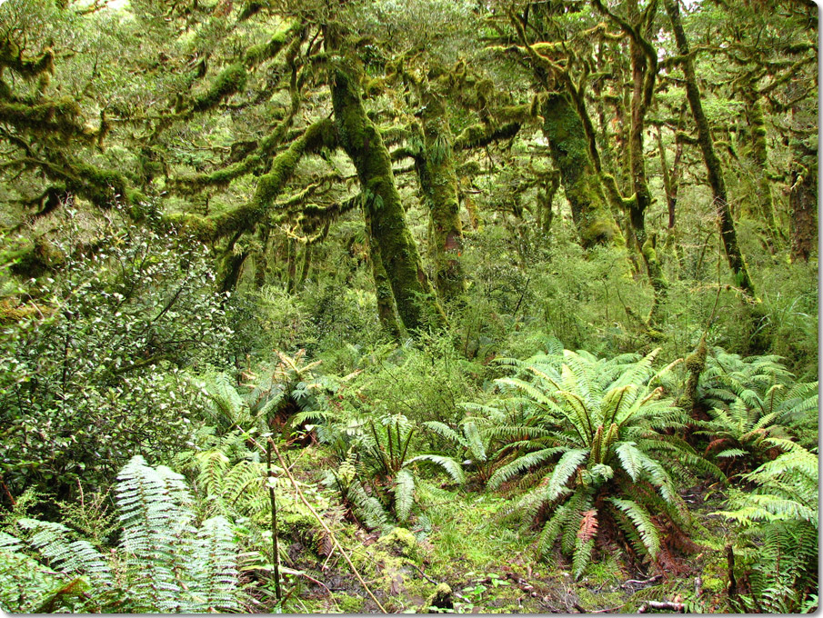 Typical Bush Along The Burn